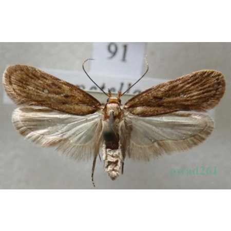 Depressaria albipunctella (Denis & Schiffermüller, 1775) Czech91